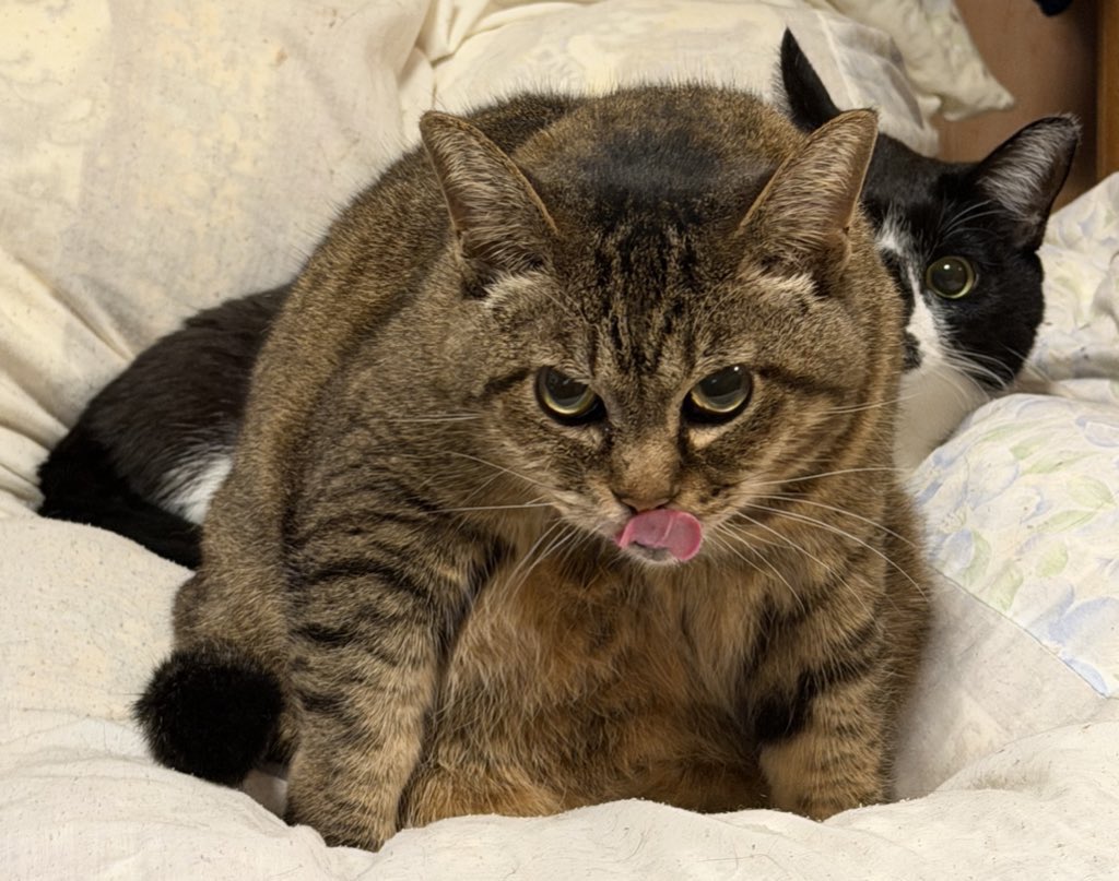 どっち tweet media