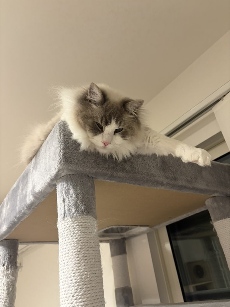 Rudo1125219's tweet image. 握手会開催中🤝
 #猫のいる暮らし  #cat  #ragdoll