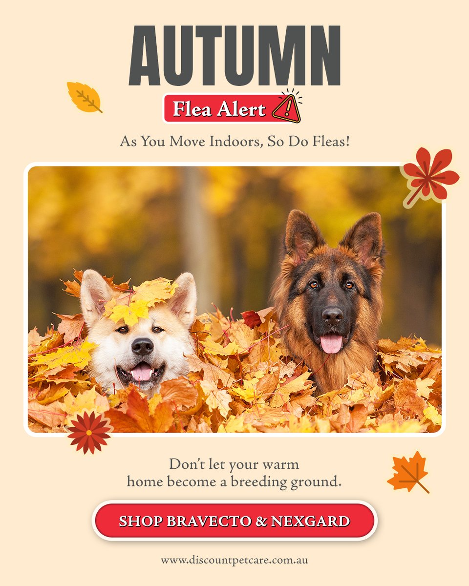 DiscPetCareAU's tweet image. 🍁 Fleas move indoors in autumn too!

Keep your dogs protected with trusted flea treatments before infestations begin. 🐶🐾

👉 SHOP NOW &amp;amp; KEEP FLEAS AWAY: bit.ly/4vmaHQi

#AutumnFleaAlert #Bravecto #NexGard #PetFleaProtection #DiscountPetCare