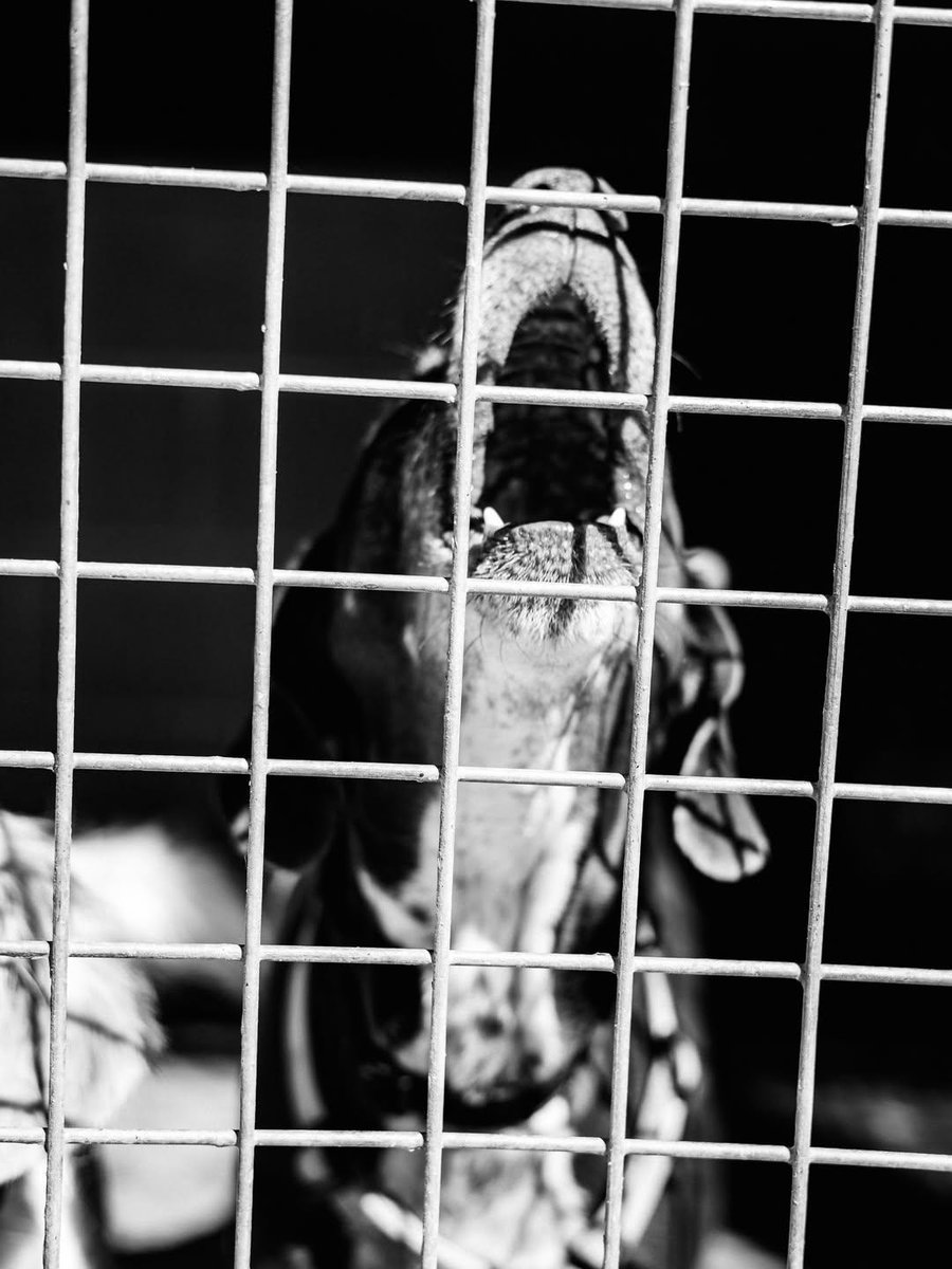 silvia mensegar tweet media