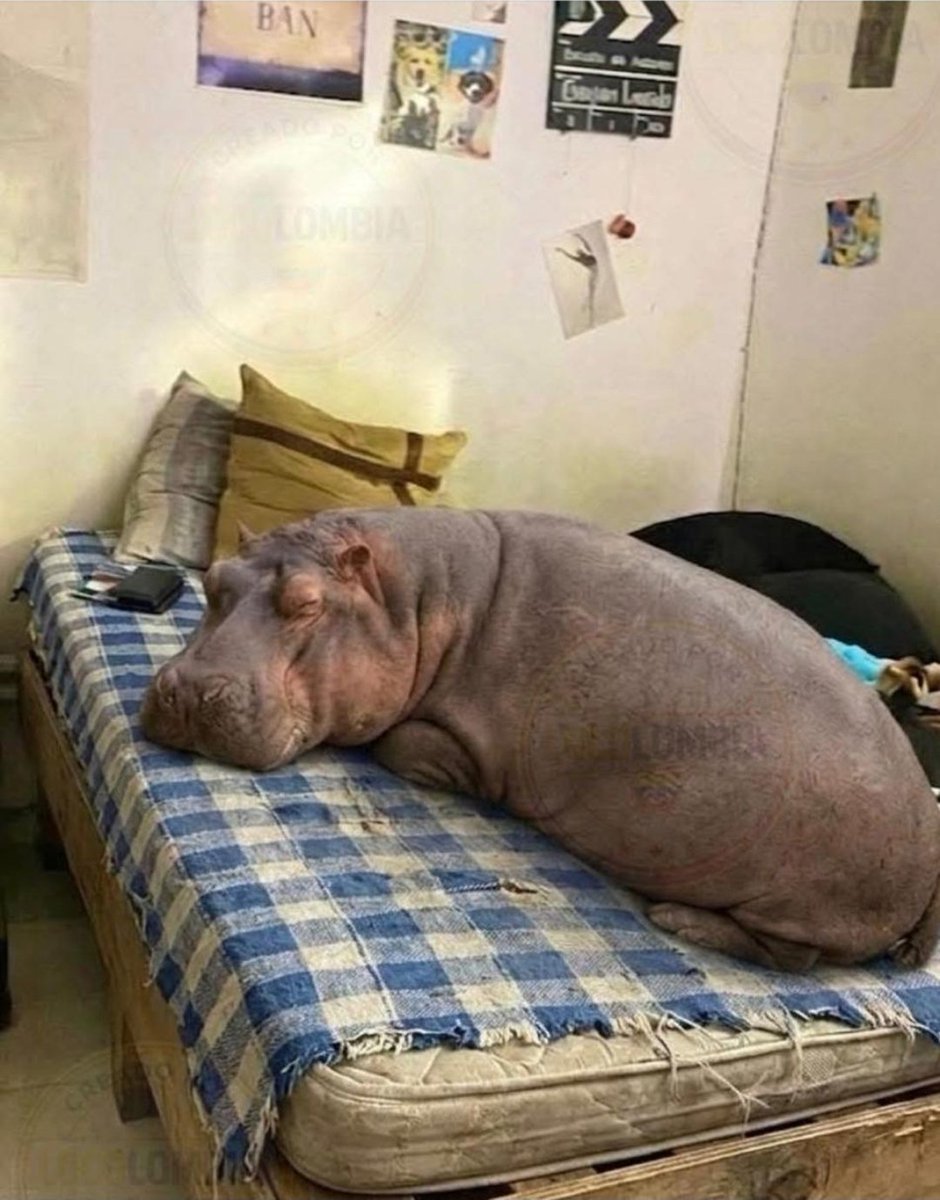 Yo ya adopté el primero, sólo nos faltan reubicar 79 más.