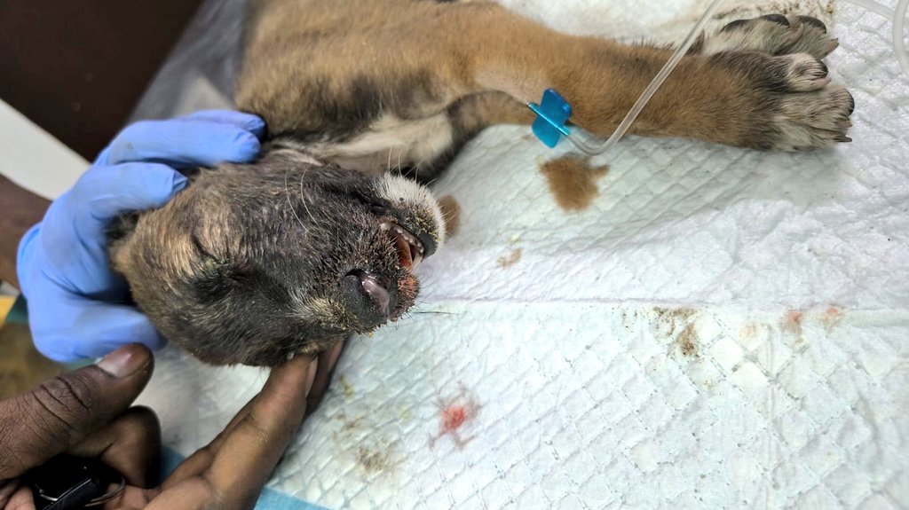 Vidit Sharma 🇮🇳 tweet media