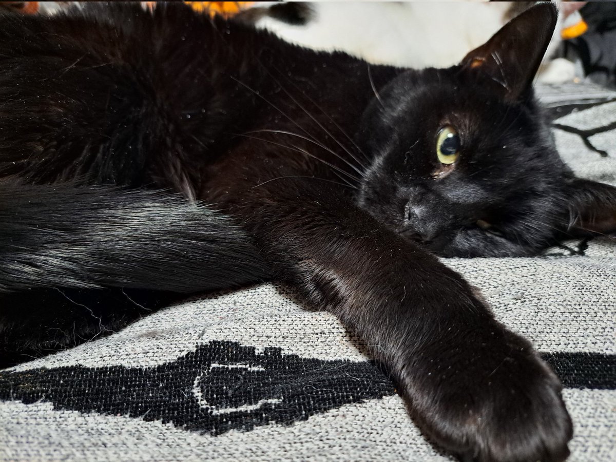 TheCatMalice's tweet photo. #cutenessoverload #sneekattack Zombs won't know what hit them. #malice #blackcat @ZombieSquadHQ #zshq #zshqrt https://t.co/649nsy1cYf