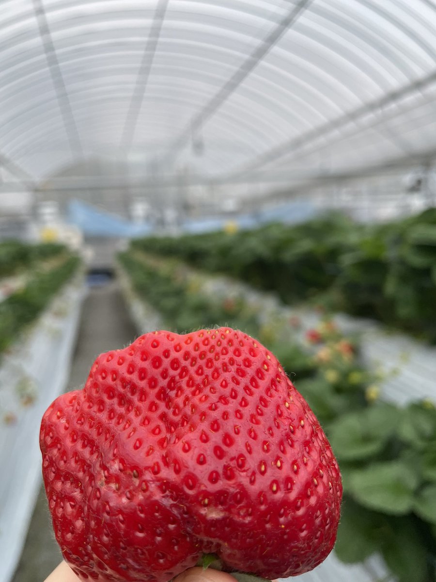 Hns1EKDYnFWHUQj's tweet image. 栃木はとちおとめ
福岡はあまおう
食べ放題のいちご狩り
たくさん食べました
たぶん元はとったと思います笑
#リフト