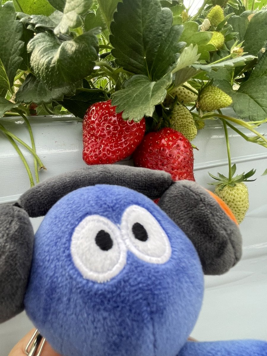 Hns1EKDYnFWHUQj's tweet image. 栃木はとちおとめ
福岡はあまおう
食べ放題のいちご狩り
たくさん食べました
たぶん元はとったと思います笑
#リフト