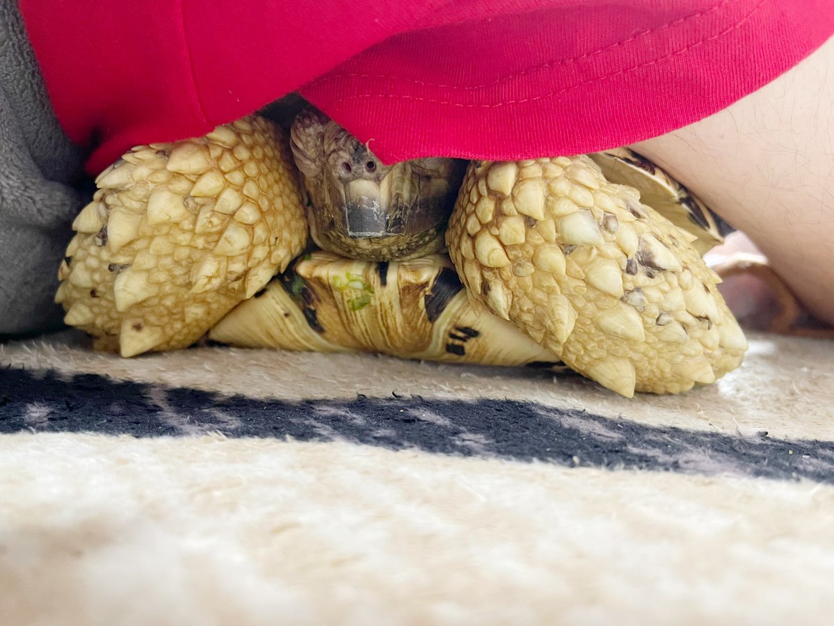 鈴木 理水 tweet media