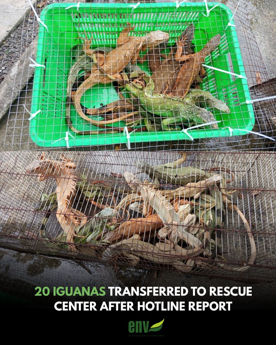 edu4naturevn's tweet photo. Following a report to ENV’s report, authorities in HCMC issued a warning, leading to the voluntary transfer of 20 iguanas from a private residence. 🏠➡️🌿
Support our mission: 👉 https://t.co/yb7Ncd2OSy
#ENVVietnam #EndWildlifeTrade #conservation #wildlife #nativewildlife https://t.co/iXjUzzrXTP