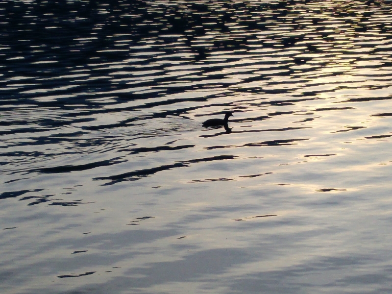 i9663vi's tweet image. Upgrade, Lago di Levico e Lago di Caldonazzo (TN)  Italy

Power By I9666VI, Edit By I9663VI, Asus X00AD, 2019-05-24

Full Album--&amp;gt;&amp;gt; stepart.it/index.php/ffff…

#Stepart #nature #fotography #naturemagic #fotographies #naturelove