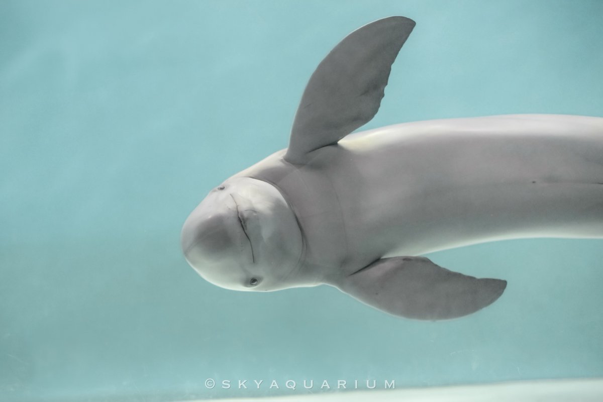 Skyaquarium tweet media