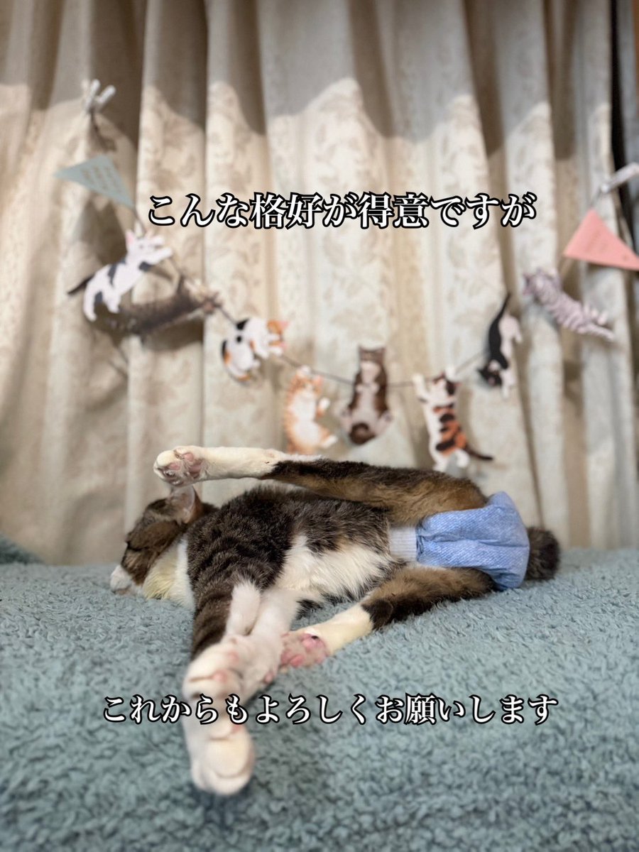 umikun_hikari's tweet photo. 【うみ君 4歳になりました！】
何度も命の危機がありましたが、皆様の温かい応援のおかげで、無事に4歳の誕生日を迎えることができました。
支えてくださった全ての皆様に、心から「ありがとう」を伝えます。
現在のうみ君、とっても元気でニコニコ過ごしています。

【うみねこSHOP 本日20:00 OPEN！】
うみ君のお誕生日と同時に、新しいオンラインショップをオープンします！
心を込めて準備した数量限定のアイテムたちです。
⚠️ ご注意
以前のショップとはURLが変更になっています。
新しいURLはこちらからご確認ください。

https://t.co/rHQPzQIAzO

うみ君の4年目の歩みも、どうぞ温かく見守っていただけると嬉しいです。