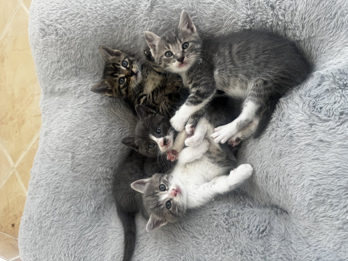 cattingwoman's tweet photo. paylaşabilir misiniz https://t.co/o2Ae5YanhO