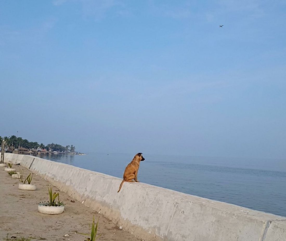 BigVictrey_'s tweet photo. Garri morning afternoon night 

This Dog done tire for me 🤧 https://t.co/wFMi98mAp8