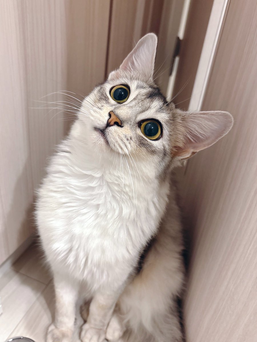 遊んでもらえると思ってﾝﾐｰとかいいながら扉前待機するごはんをたべたばかりのねこ

消化に良くないから1時間は待ってください(̨̡ ¨̯ )̧̢