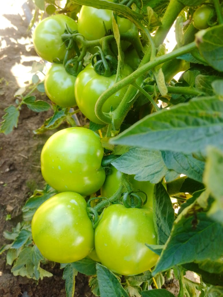 The Seedling Hub tweet media