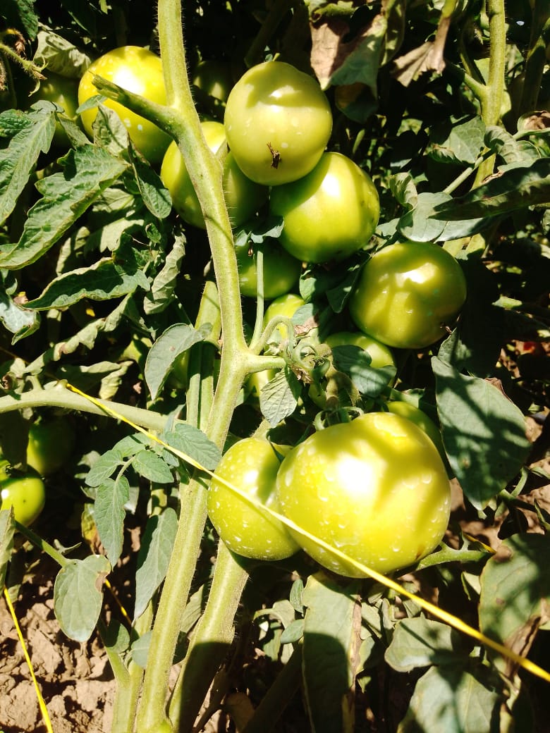 The Seedling Hub tweet media