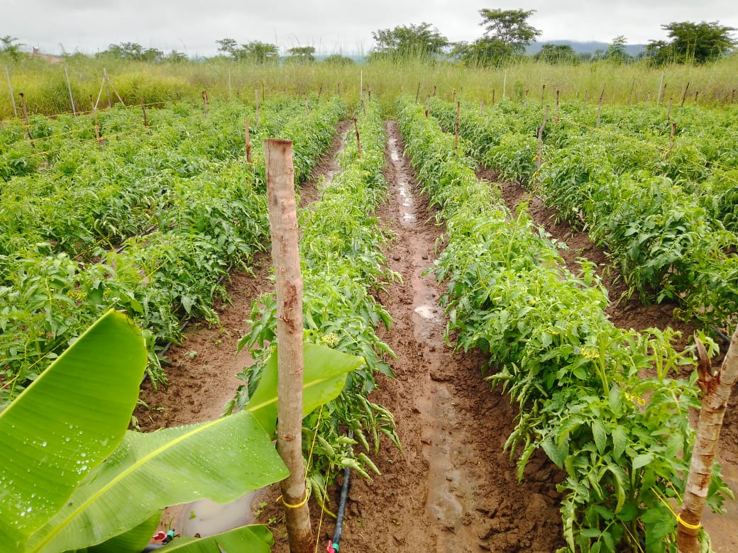 The Seedling Hub tweet media