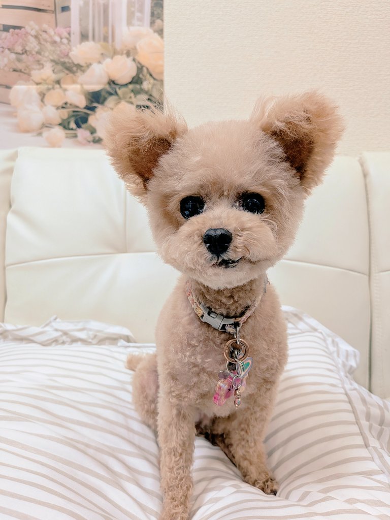 トリミング✂️行ってきたよー🐏
ビフォーアフター🩷
初めてのペットショップサロンでしたが、シニアの入り口と言うことでとても気を遣って頂きました☺️
#立ち耳トイプードル
#トリミング✂️
#ビフォーアフター