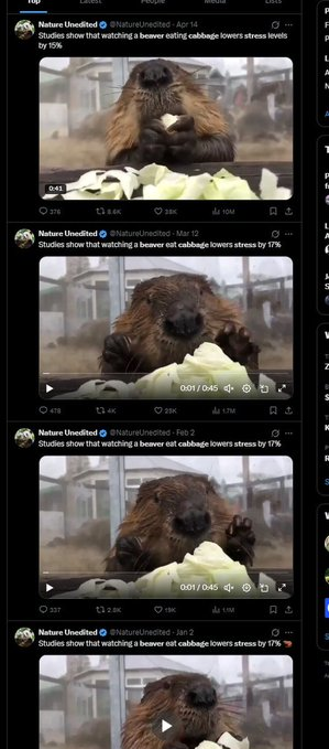 TheWhitePump's tweet photo. +10M VIEWS. Beaver Eating Cabbage is the newest most viral GIF on X.

Literally INSANE views and engagement.

Everybody using it on the comments. https://t.co/Y6XdxCcLD8
