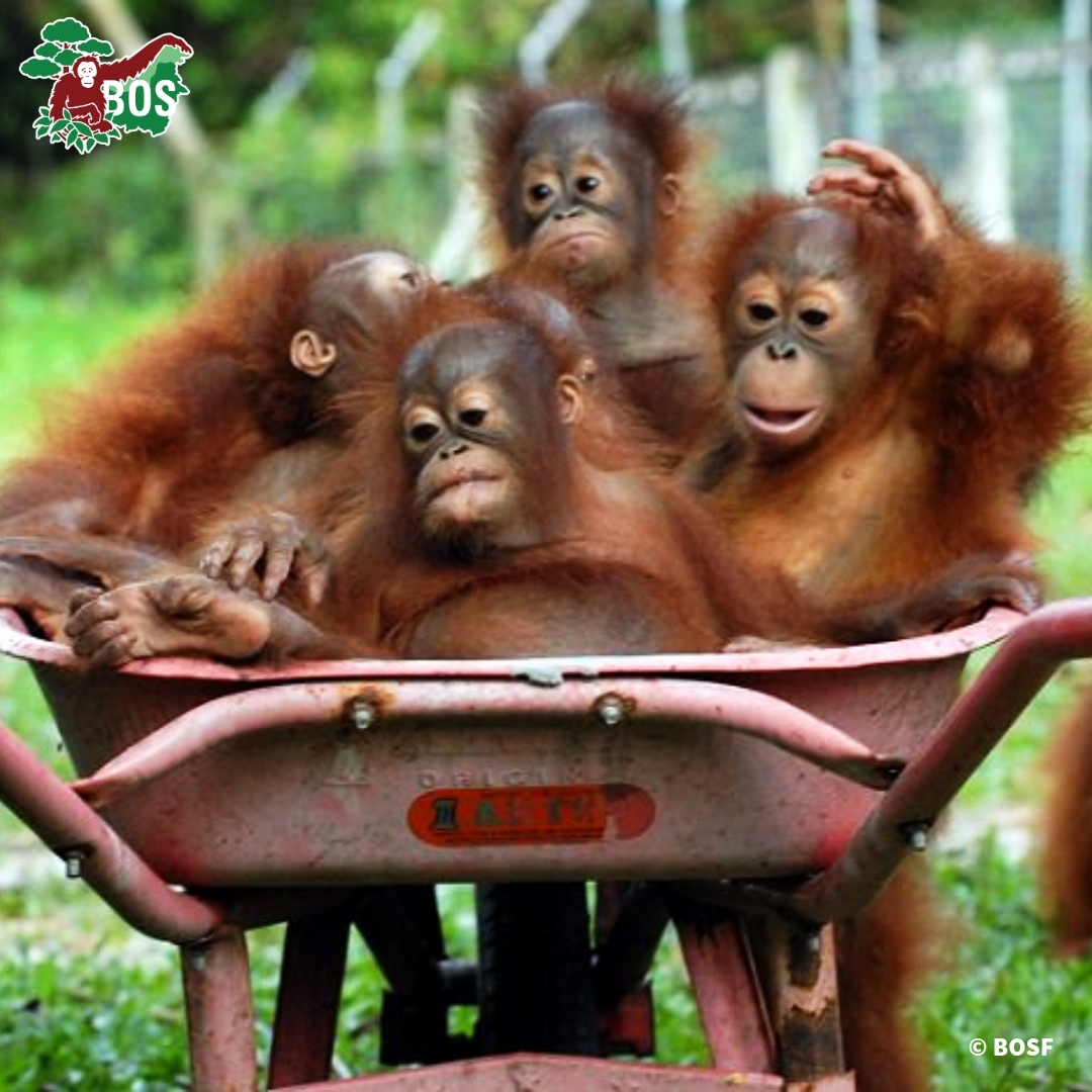 BorneoOSUK's tweet image. The #orangutans in our centres are mostly orphans with traumatic pasts who need a lot of love from their caregivers &amp;amp; each other. They attend #OrangutanJungleSchool in order to one day be returned to the wild in protected #rainforest
