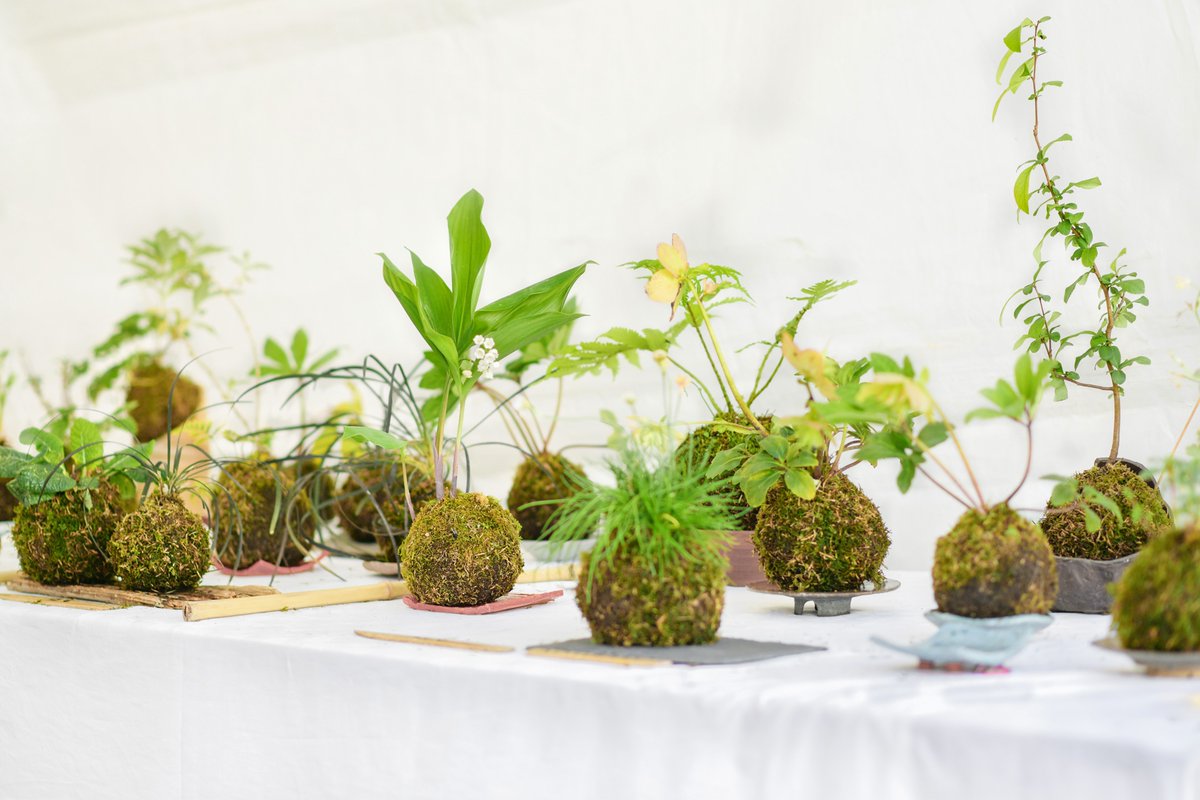 TeleBoadilla tweet media