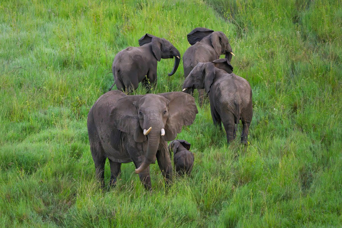NovakAdventures's tweet image. Sunrise over the Serengeti… from a hot air balloon 🎈
Wildlife below. Champagne after.
Bucket list: confirmed.
#Safari #Serengeti #Travel