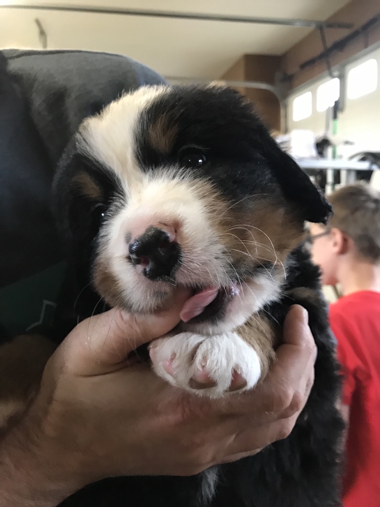 Bunsen, Beaker, Bernoulli & Brix tweet media