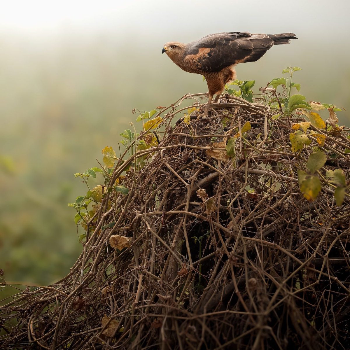 earthcurated's tweet image. 🔥Savanna Hawk: the cinnamon raptor that hunts with fire.

Long-legged beast stalks straight into grass fires - snatching scorched snakes, lizards &amp;amp; fleeing prey.