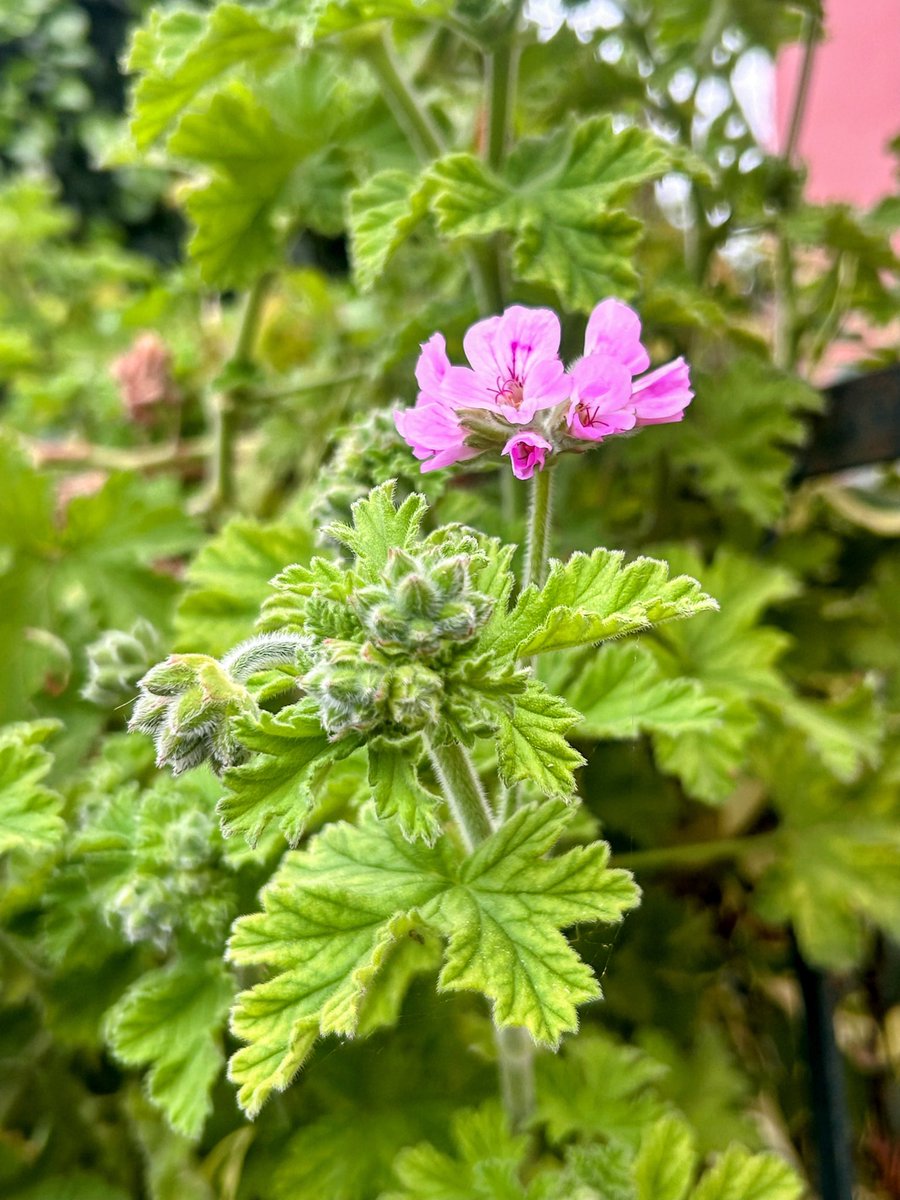 Sve je orocvitalo, lipo li je di god pogledaš, pustinjsku prašinu ignoriram, samo lipost pušćan u život😘🌸💜💐