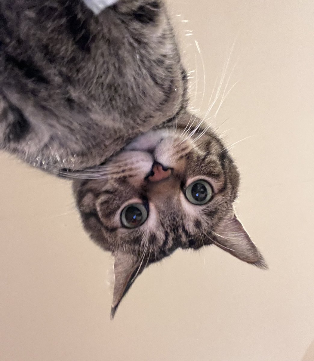 宗方脩 tweet media