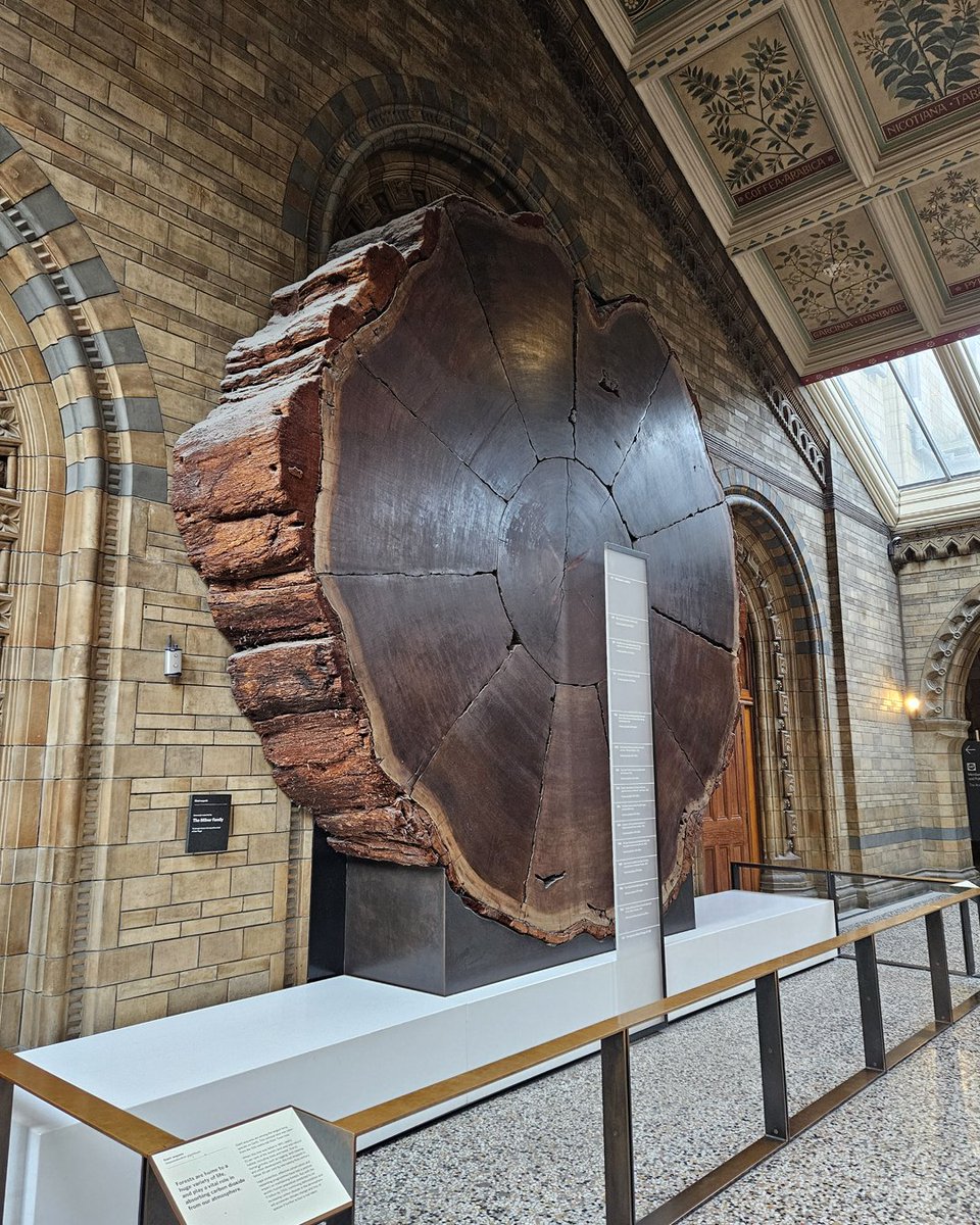 Natural History Museum tweet media