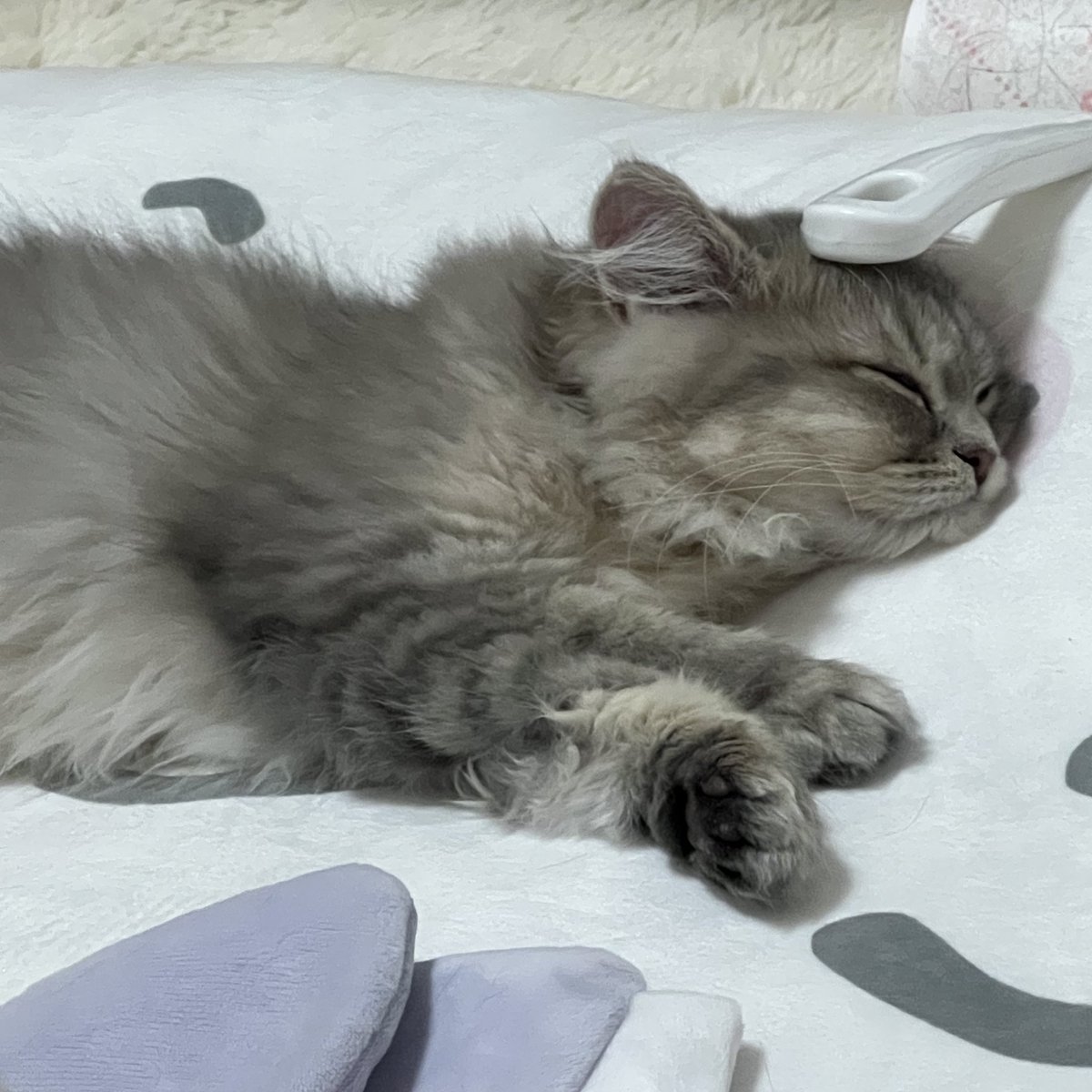 𝘓 𝘶 𝘕 𝘢 𝘗 𝘪⋆͛☽.ﾟ tweet media