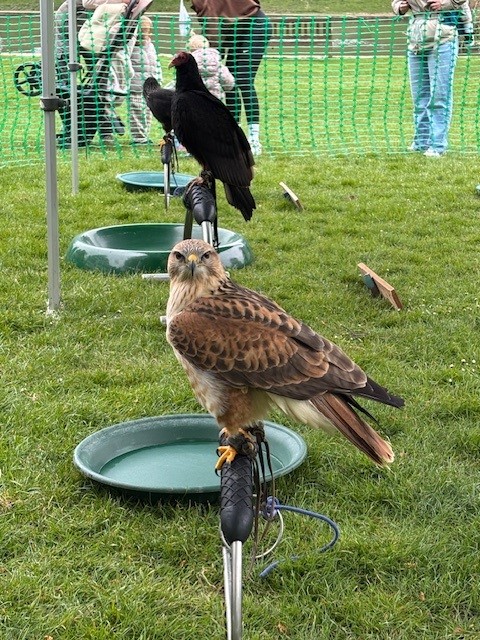 DoverDC's tweet photo. We’re delighted to see everyone at the baa-rilliant Farm and Forest Day @Kearsneyparks today. Why not come along to say hello! Don’t forget there’s a free park &amp; ride service for the day, with parking at Crabble Athletic Ground. https://t.co/0MTw2eLQ6F