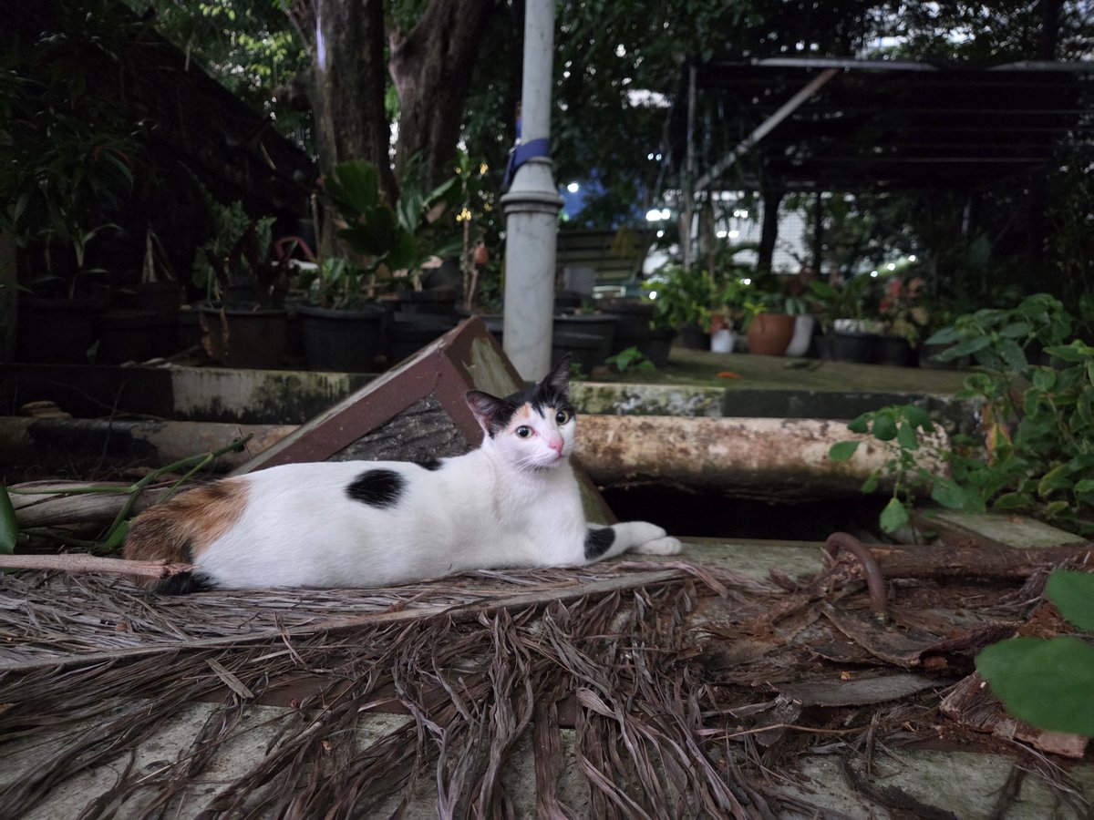 this might be the best cat pic I've ever taken