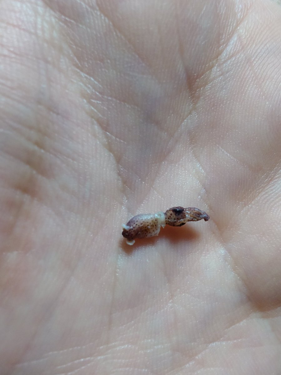 あさぎ/のぜ🌾🦋 tweet media