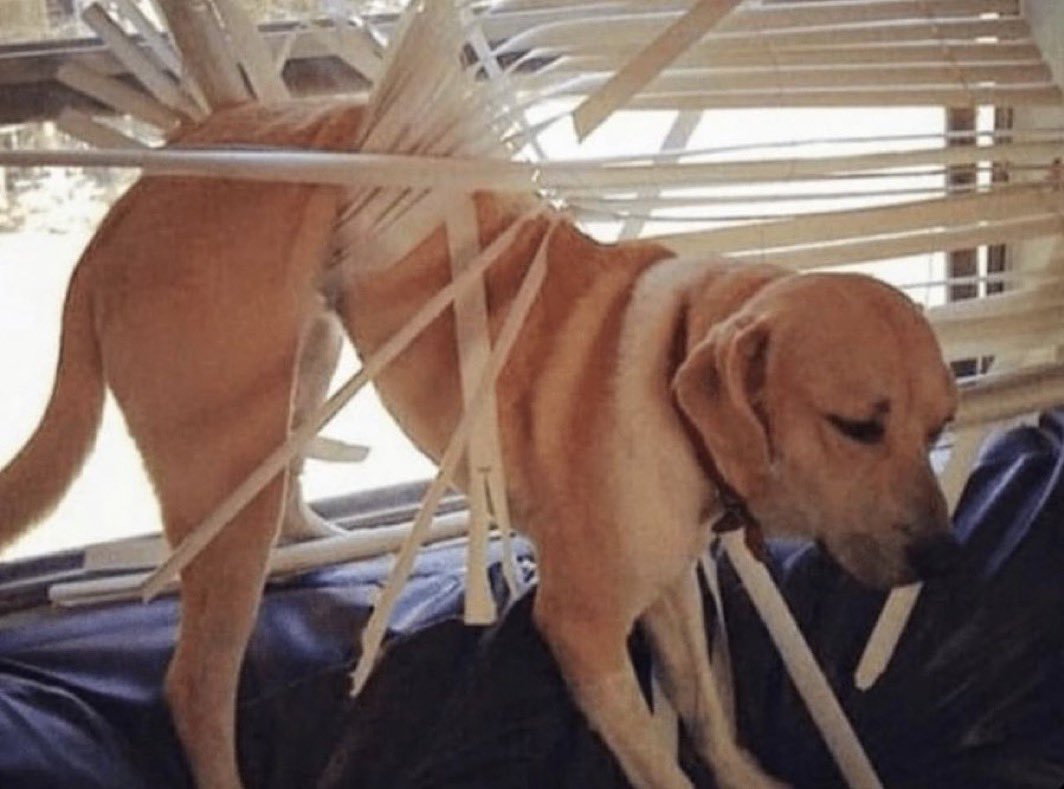 stan_desig's tweet image. Be honest… how did bro even get here?? 😭😂”

#Funny #MemesDaily #ViralMemes #Relatable #Comedy #Lmao #NaijaTwitter #TrendingNow