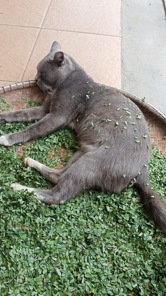 Lunmeee❀ tweet media