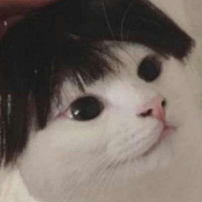 botmeowgi's tweet photo. https://t.co/Dg6rhck0GA