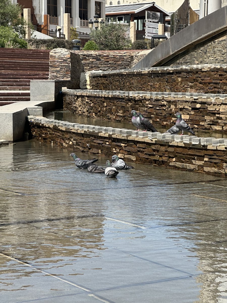 Saleh Yaseen صالح ياسين tweet media