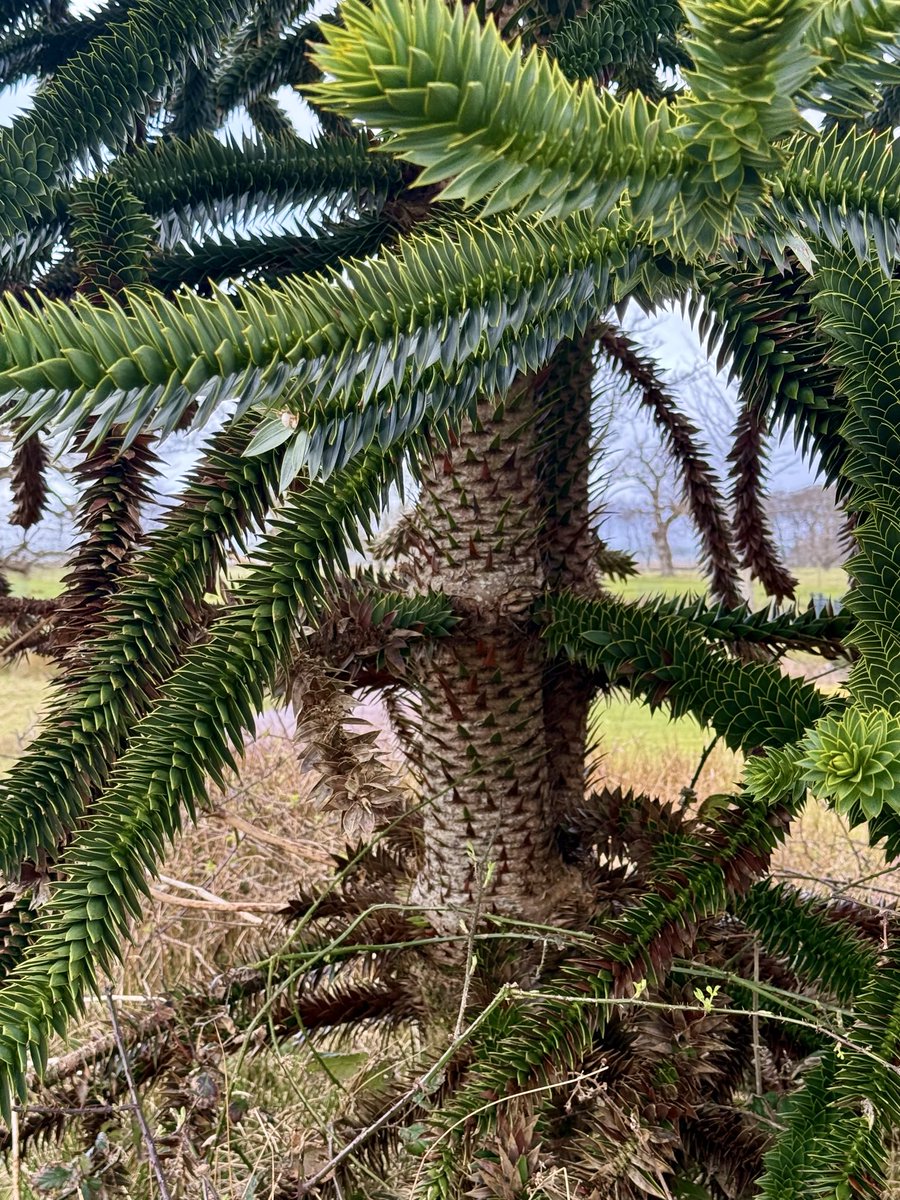 kilted_guide's tweet image. The identifiable and unusual #monkeypuzzle. Originating in Chile, it’s well defended with numerous, very sharp spikes around its trunk and Its branches. Its name originated when it was observed that “it would be a puzzle for a monkey to climb”   #tourguide #britainsbestguides
