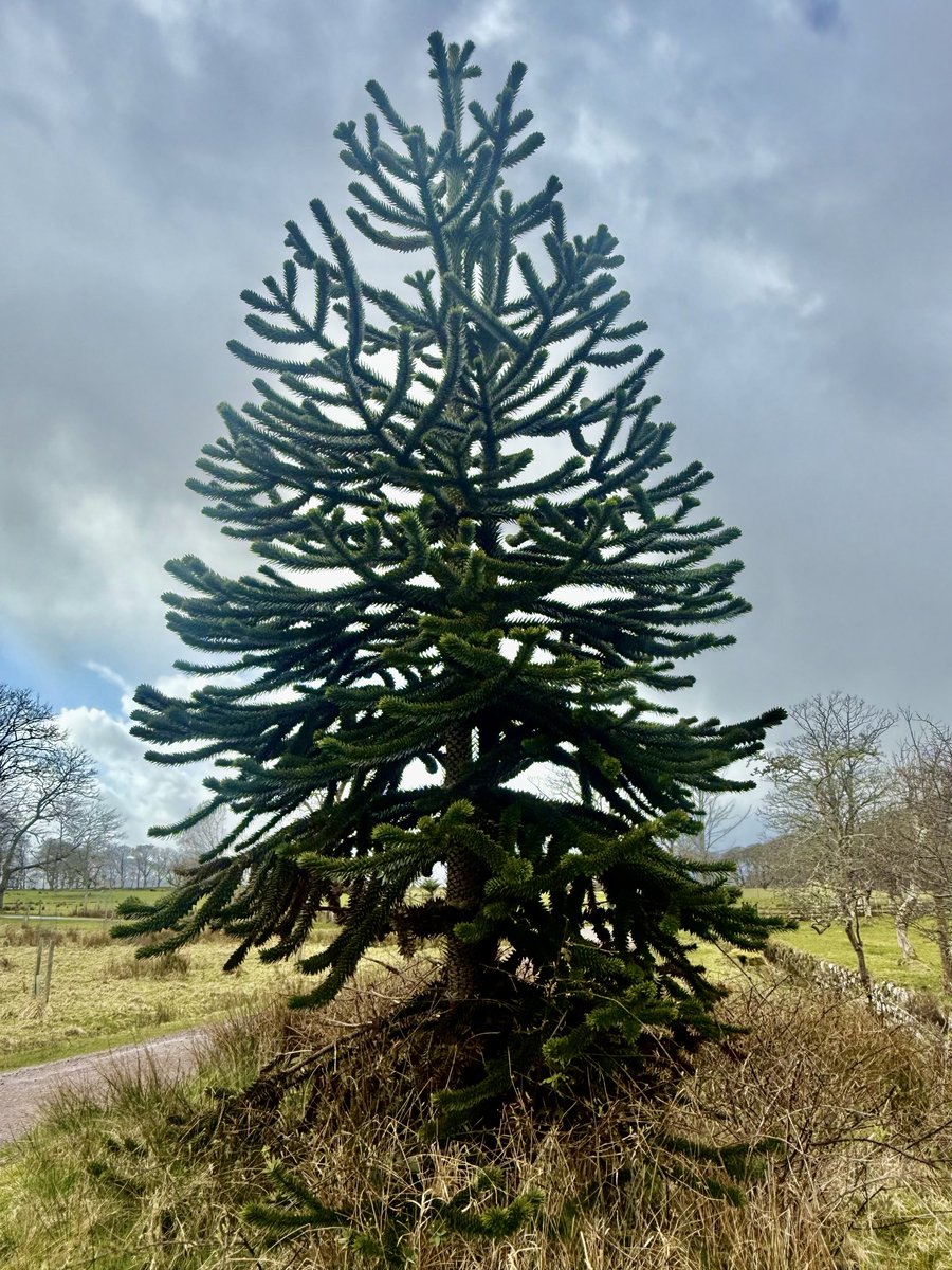 kilted_guide's tweet image. The identifiable and unusual #monkeypuzzle. Originating in Chile, it’s well defended with numerous, very sharp spikes around its trunk and Its branches. Its name originated when it was observed that “it would be a puzzle for a monkey to climb”   #tourguide #britainsbestguides
