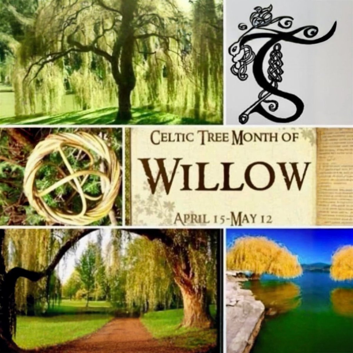 RhiannonStevie's tweet image. The Celtic Tree Month of #Willow begins today 🌳 #Growth 🌱#Healing 🙌🏻 #Magick 🌙