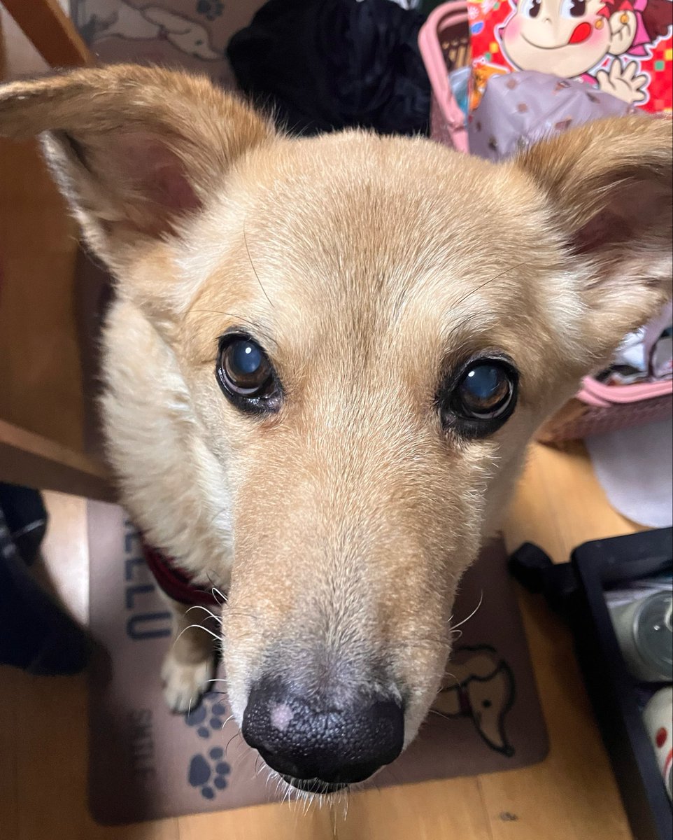 塩田☆ tweet media