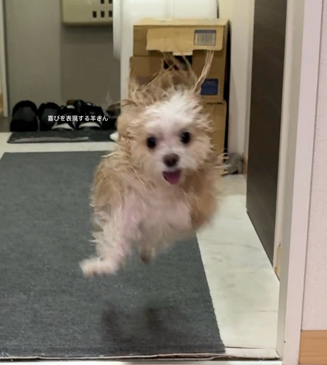 羊さんとトラさん tweet media