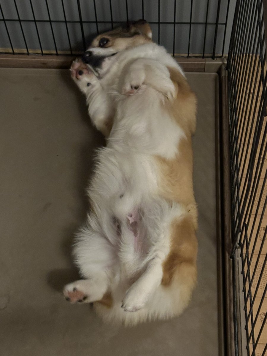 一番星ぶん太★B.B.B Corgis tweet media