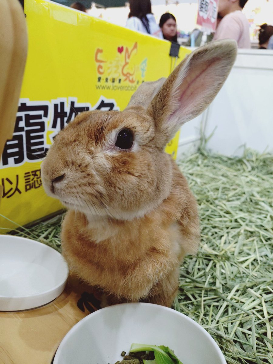 台灣愛兔協會 tweet media