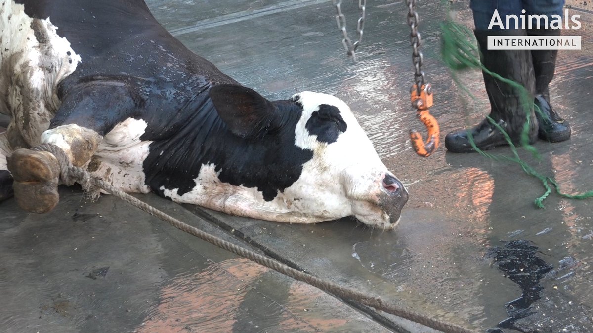 Paul_Vegano's tweet image. Cows are highly social animals that form strong friendships, feel stress when isolated, and show deep curiosity. The oldest cow lived to 49 years old. Yet humanity forces them into confinement, exploitation, and slaughter

F*ck animal cruelty.
#GoVegan🌱🌍
