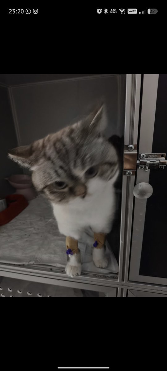 limonise's tweet photo. Dövücek beni ite bak https://t.co/H243r0epIL