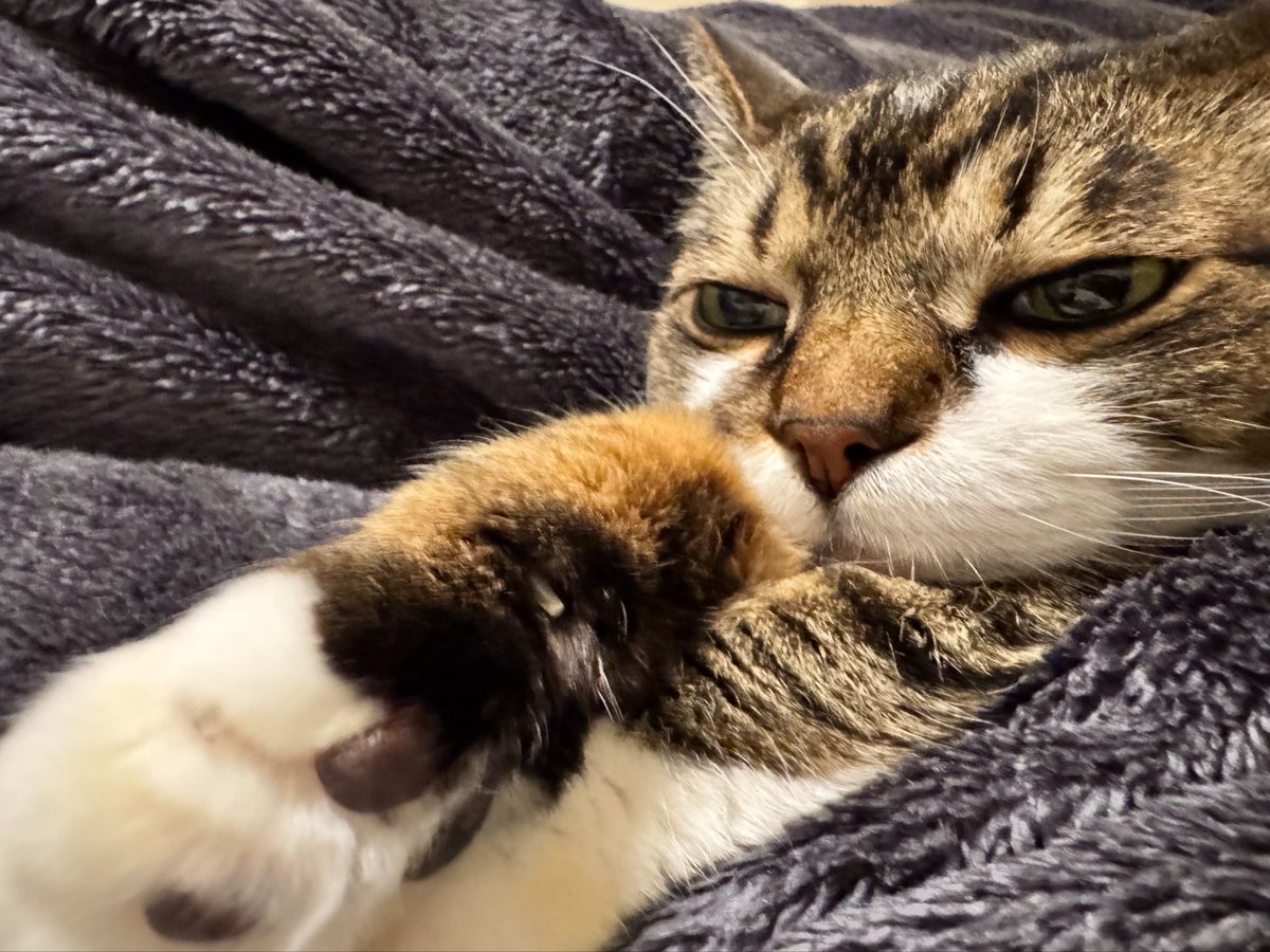 ぽんちょ tweet media