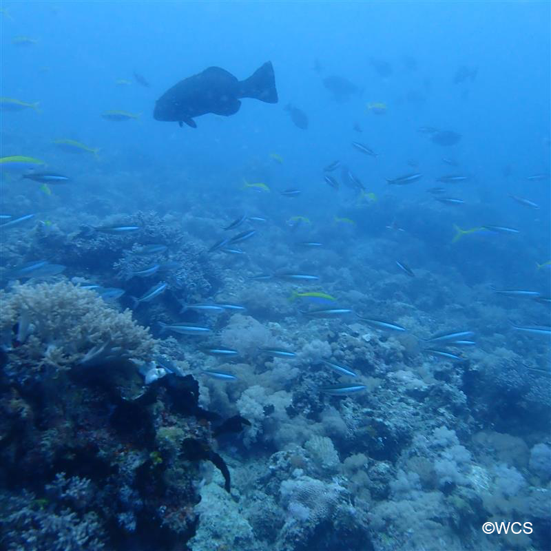 WCS_Mada's tweet photo. "No reef, no fish."   In Ankivonjy, northwest 🇲🇬, coastal fishers share their vital connection to coral reefs. These reefs feed communities, protect coastlines, and shelter unique biodiversity — but face growing threats. 📷 Read the full article:https://t.co/HYzZb2nFfr https://t.co/YwQrhrSOmT