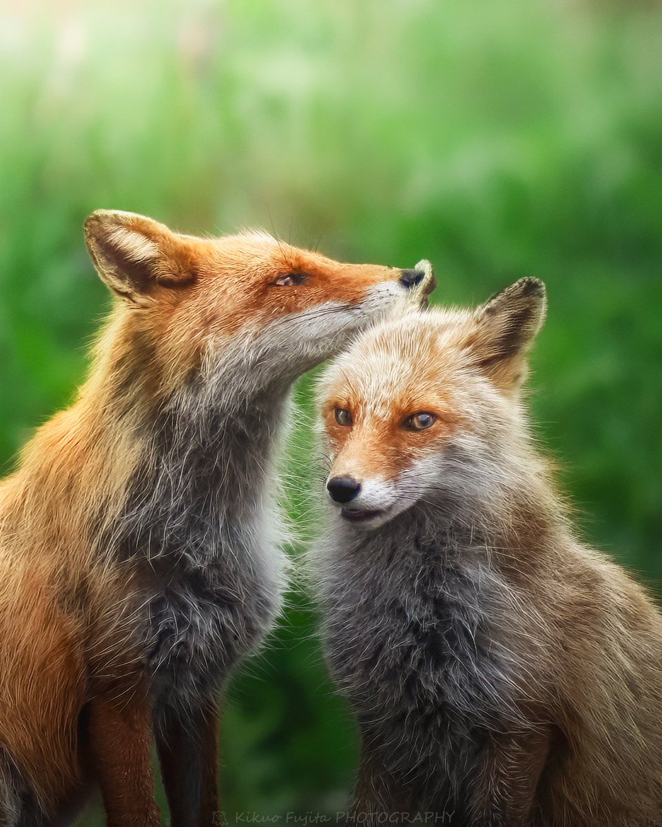 mendy_hokkaido's tweet image. 子供たちのいる巣穴から少し離れたところでグルーミングを始めたきつね夫婦

互いを慈しみあう時間の中でも
目線は巣穴の方をしっかり警戒中🦊

#キタキツネ #SonyAlpha
#tokyocameraclub